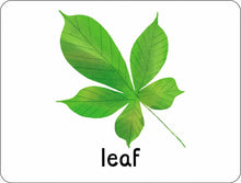 Load image into Gallery viewer, Lots to Spot Flashcards: Nature!