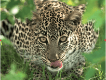 Load image into Gallery viewer, Africa: Eye to Eye With the Unknown - ONLINE SCHOOL BOOK FAIRS