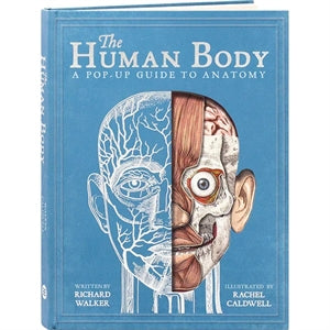 Human Body A Pop-Up Guide to Anatomy